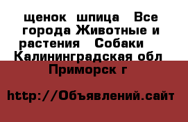 щенок  шпица - Все города Животные и растения » Собаки   . Калининградская обл.,Приморск г.